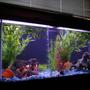 75 gallons freshwater fish tank (mostly fish and non-living decorations) - 75 gallon freshwater cichlid tank