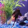 freshwater fish - glyptoperichthys gibbiceps - sailfin pleco (l-83) stocking in 75 gallons tank - marble sailfin pleco's belly