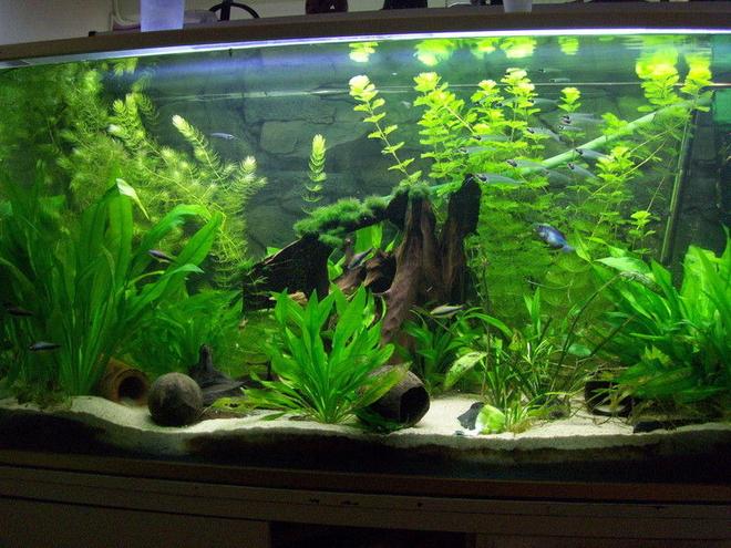 166 gallons planted tank (mostly live plants and fish) - 470L