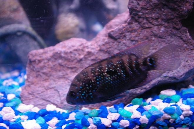 75 gallons freshwater fish tank (mostly fish and non-living decorations) - Jack Dempsey