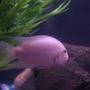 freshwater fish - archocentrus nigrofasciatus - pink convict cichlid stocking in 75 gallons tank - pink convict (father of fry with black convict)