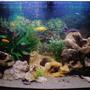 50 gallons freshwater fish tank (mostly fish and non-living decorations) - Malawi Cichlids, mixed