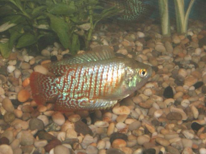 freshwater fish - colisa lalia - dwarf gourami stocking in 90 gallons tank - Drawf Gourami
lovely and peaceful but can bully his smaller pal