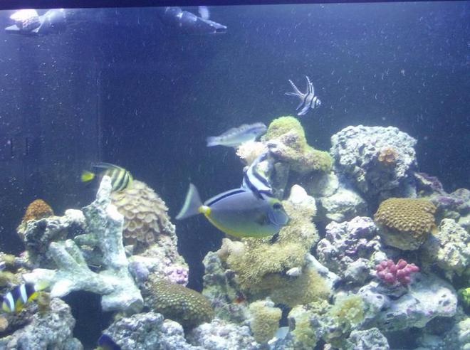saltwater fish - naso lituratus - naso tang stocking in 90 gallons tank - Naso Tang
