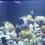 saltwater fish - naso lituratus - naso tang stocking in 90 gallons tank - Naso Tang
