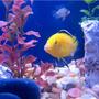 freshwater fish - labidochromis caeruleus - electric yellow cichlid stocking in 55 gallons tank - fish