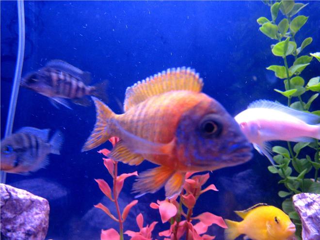 freshwater fish - aulonocara rubescens - ruby red peacock stocking in 55 gallons tank - fish