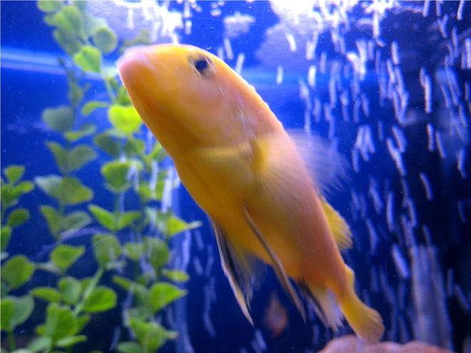 freshwater fish - pseudotropheus estherae - red zebra cichlid stocking in 55 gallons tank - fish