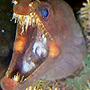 saltwater fish - enchelynassa canina - viper moray eel stocking in 110 gallons tank - viper