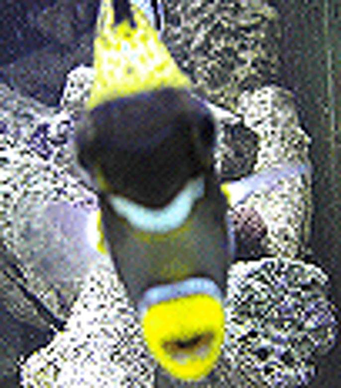 saltwater fish - balistoides conspicillum - clown triggerfish stocking in 110 gallons tank - clown trigger