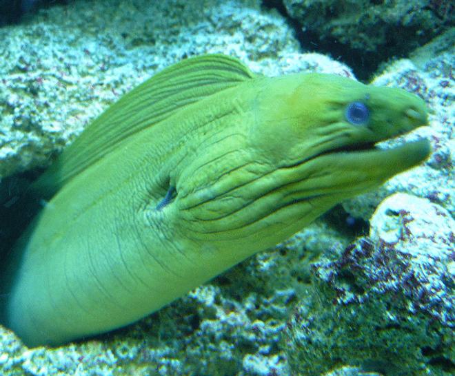 saltwater fish - gymnothorax funebris - green eel stocking in 110 gallons tank - Greeny