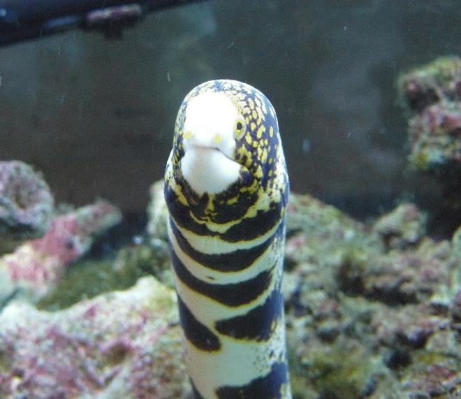 saltwater fish - echidna nebulosa - snowflake eel stocking in 110 gallons tank - Big Al