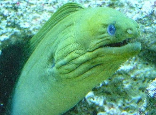 saltwater fish - gymnothorax funebris - green eel stocking in 110 gallons tank - greeny hanging out one of his holes