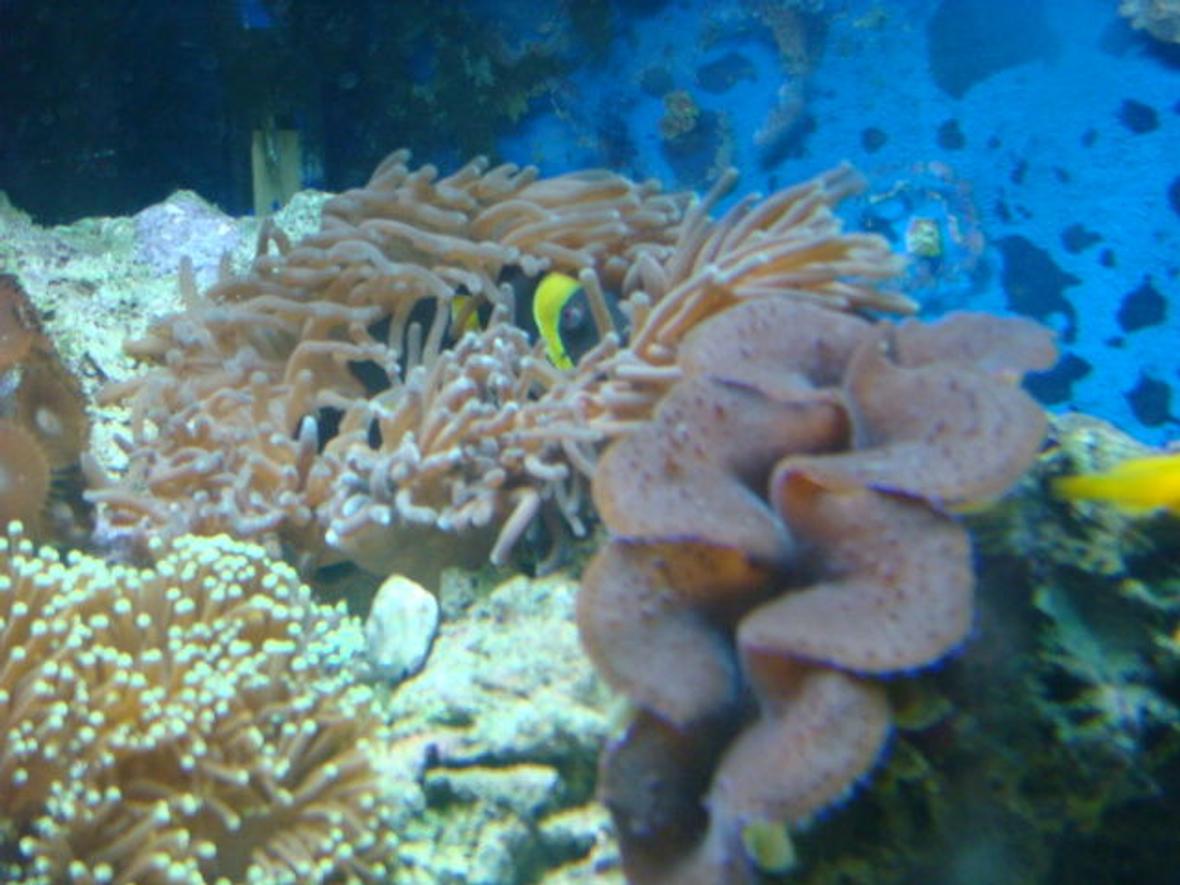 corals inverts - euphyllia glabrescens - torch coral stocking in 35 gallons tank - Clowns fav home
