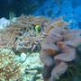 corals inverts - euphyllia glabrescens - torch coral stocking in 35 gallons tank - Clowns fav home