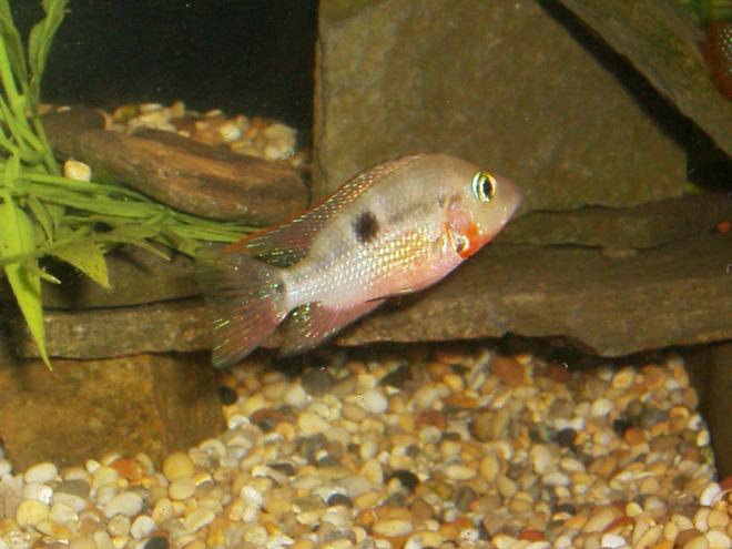 freshwater fish - thorichthys meeki - firemouth cichlid stocking in 90 gallons tank - Firemouth 
this fish has a attitude problem