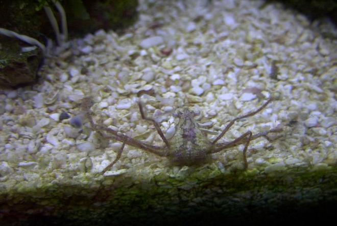 corals inverts - stenorhynchus seticornis - arrow crab stocking in 14 gallons tank - Frilly Arrow Crab