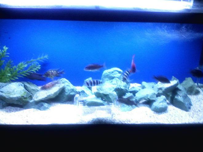75 gallons freshwater fish tank (mostly fish and non-living decorations) - kinda blurry