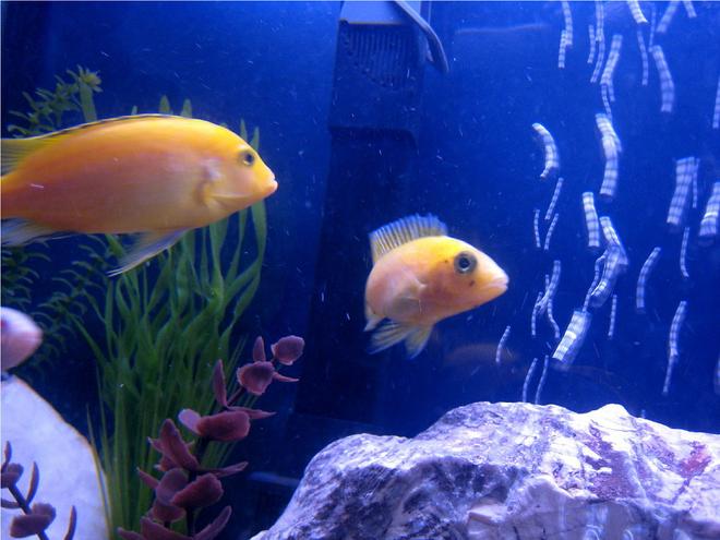 freshwater fish - pseudotropheus estherae - red zebra cichlid stocking in 55 gallons tank - fish