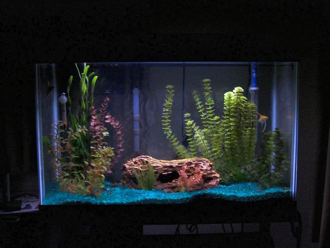 29 gallons planted tank (mostly live plants and fish) - Angel tank in my bedroom. 29 gallon. More fish to be added soon as there are only two in it.