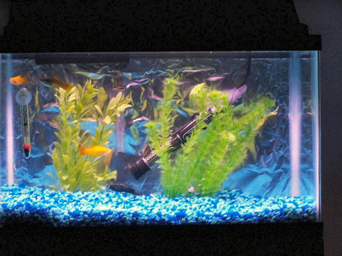 29 gallons freshwater fish tank (mostly fish and non-living decorations) - 10 gallon in my daughter's bedroom.