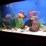 150 gallons freshwater fish tank (mostly fish and non-living decorations) - my tank pic 2