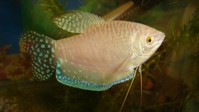 freshwater fish - trichogaster trichopterus - blue gourami stocking in 70 gallons tank - gorami