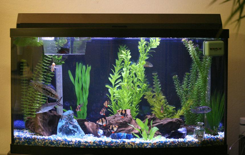 Rated #208: 46 Gallons Planted Tank - 46 gal bow front