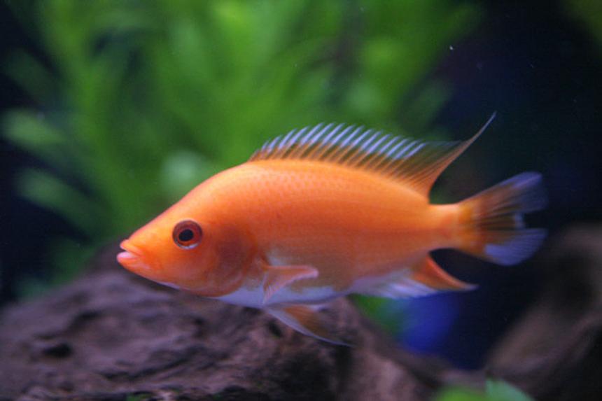 Rated #340: Freshwater Fish - Amphilophus Labiatus - Red Devil Stocking In 46 Gallons Tank - 3 inch Midus