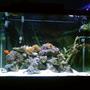 fish tank picture - my tank 1wk ago