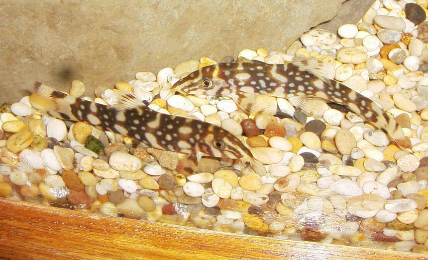 Rated #1117: Freshwater Fish - Botia Lohachata - Lohachata Botia Loach Stocking In 90 Gallons Tank - yoyo loaches 2
