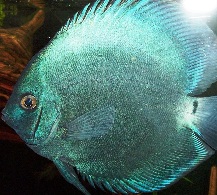 Rated #75: Freshwater Fish - Symphysodon Sp. - Blue Diamond Discus Stocking In 125 Gallons Tank - Symphysodon aequifaciatus,
Blue Diamond