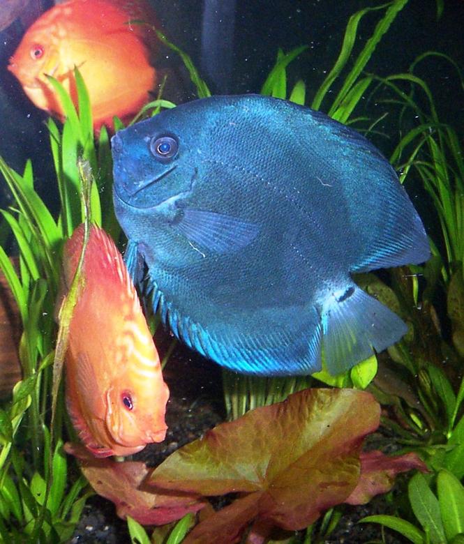 freshwater fish - symphysodon sp. - blue diamond discus stocking in 125 gallons tank - blue diamond, marlboro red discus