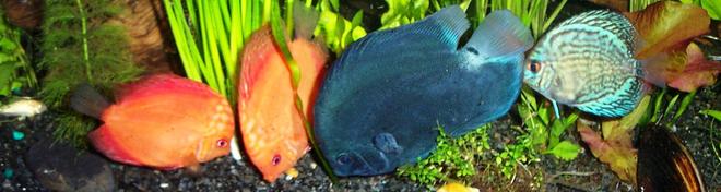 freshwater fish - symphysodon sp. - blue diamond discus stocking in 125 gallons tank - another pic of my dicus