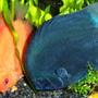 freshwater fish - symphysodon sp. - blue diamond discus stocking in 125 gallons tank - another pic of my dicus