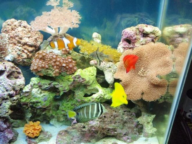 corals inverts - sarcophyton sp. - toadstool mushroom leather coral stocking in 37 gallons tank - Gathering