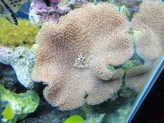 corals inverts - sarcophyton sp. - toadstool mushroom leather coral stocking in 37 gallons tank - Toadstool with adopted basket star