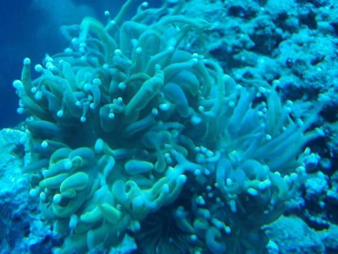 corals inverts - euphyllia glabrescens - torch coral stocking in 37 gallons tank - Torch