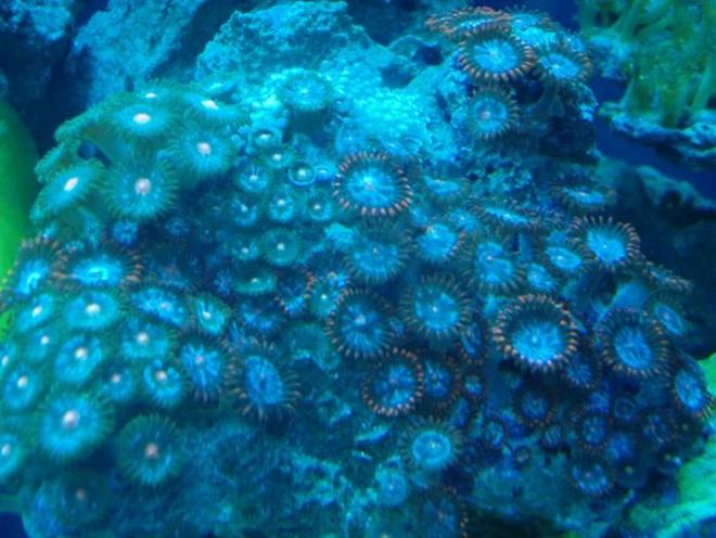 corals inverts - zoanthus sp. - starburst zoanthids stocking in 37 gallons tank - zoa