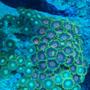 corals inverts - zoanthus sp. - button polyp, pink stocking in 37 gallons tank - zoa