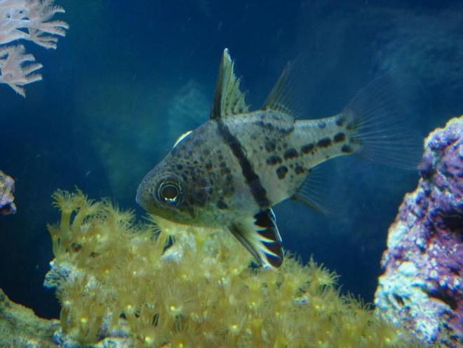 saltwater fish - sphaeramia orbicularis - orbicular cardinal stocking in 37 gallons tank - Archibald the Orbicular cardinal
