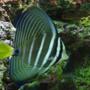 saltwater fish - zebrasoma veliferum - sailfin tang stocking in 37 gallons tank - red sea sailfin