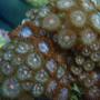 corals inverts - zoanthus sp. - starburst zoanthids stocking in 37 gallons tank - Zoa's again