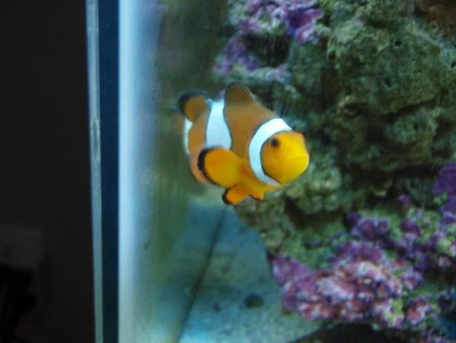 saltwater fish - amphiprion ocellaris - ocellaris clownfish stocking in 37 gallons tank - clown