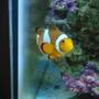 saltwater fish - amphiprion ocellaris - ocellaris clownfish stocking in 37 gallons tank - clown