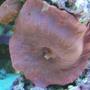 corals inverts - actinodiscus sp. - red mushroom stocking in 37 gallons tank - Red Shroom