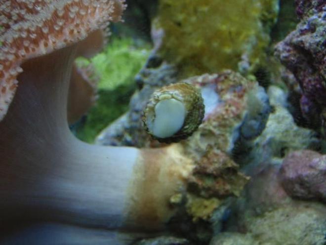 corals inverts stocking in 37 gallons tank - snail