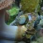 corals inverts stocking in 37 gallons tank - snail