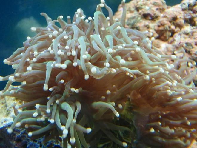 corals inverts - euphyllia glabrescens - torch coral stocking in 37 gallons tank - torch