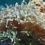 corals inverts - euphyllia glabrescens - torch coral stocking in 37 gallons tank - torch